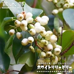 �y�z���C�g�����[�s���[�z 3.5���|�b�g