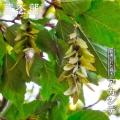 �A�J�V�f 3.5���|�b�g�c �y���̖؃V���[�Y�z