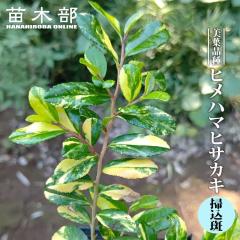 �y�n�i�q���o�����[�z �q���n�}�q�T�J�L �|���� 3.5���|�b�g�c �}����