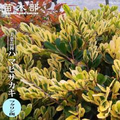 �n�}�q�T�J�L �y�t�N�������z 3.5���|�b�g�c �}���� �y�n�i�q���o�����[�z