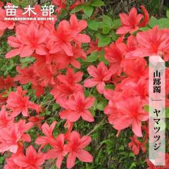 ���}�c�c�W 3.5���|�b�g�c �y���̖؃V���[�Y�z
