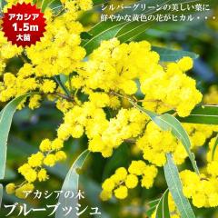 �A�J�V�A�̖� �y�u���[�u�b�V���z 6�������A��