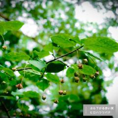 �q���n�c���o�i 3.5���|�b�g�c �y���̖؃V���[�Y�z