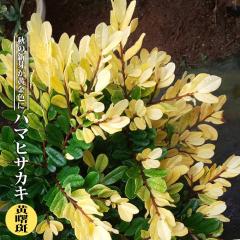 �n�}�q�T�J�L �y�������z 3.5���|�b�g�c �}���� �y�n�i�q���o�����[�z