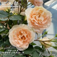 �l�G�炫��o���c �y�}�e�B�A�X�N���E�f�B�E�X���[�Y�z �Q�N����c �i��o�^�o�菀����