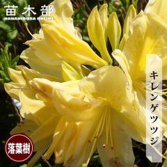 �L�����Q�c�c�W 3.5���|�b�g�c �y���̖؃V���[�Y�z