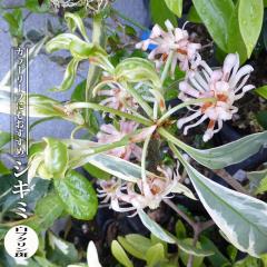 �V�L�~ �i�C���V���E�� �j�y���t�N�������z 3.5���|�b�g�c �}���� �y�n�i�q���o�����[�z