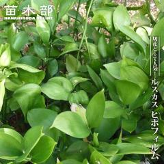 ���X�J�X �y�q�|�t�B�����z �|�b�g�c