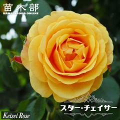 �l�G�炫��o�� �y�X�^�[�`�F�C�T�[�z 2�N����c 6���|�b�g