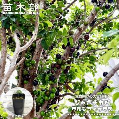 �W���{�`�J�o �y�N���V�t�B�b�N�X�z 2���|�b�g�c ����