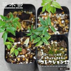 �J�t�F�W���{�`�J�o �y�R���N�V����12�z 2���|�b�g�c ����