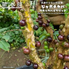 �W���{�`�J�o �y�u���b�N�n�C�u���b�h�z 2���|�b�g�c ����