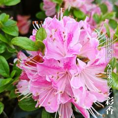 �v���ăc�c�W �y�ʍ��z 4���|�b�g�c �y�n�i�q���o�����[�z