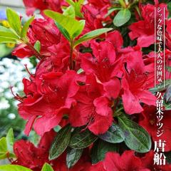 �v���ăc�c�W �y���D�z 4���|�b�g�c �y�n�i�q���o�����[�z