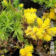 �g�V���E �i�m���j �y�������z 3���|�b�g�c �y�n�i�q���o�����[�z