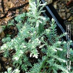 �q�F�ʕO �y����z 3.5���|�b�g�c �y�n�i�q���o�����[�z