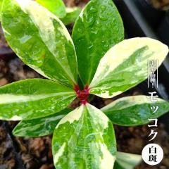 ���b�R�N �y�����z 3.5���|�b�g�c �y�n�i�q���o�����[�z