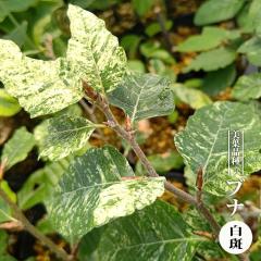 �u�i �y�����z 3.5���|�b�g�c �y�n�i�q���o�����[�z