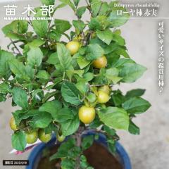 ���� ���[���` �i���E�A�K�L�j �Ԏ� 6�����A��