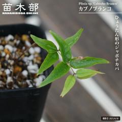 �W���{�`�J�o �y�J�u�m�u�����R�z 2���|�b�g�c ����