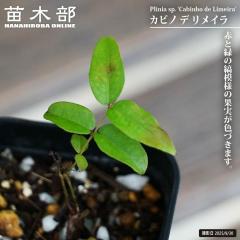 �W���{�`�J�o �y�J�r�m�f�����C���z 2���|�b�g�c ����