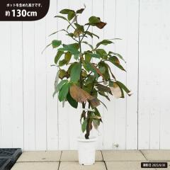 �y�}���S�X�`���z �ʕ��̏��� 10�N���ږؑ�c 10���t���O���[�|�b�g ���A�� ��^��z�ցE���卫��