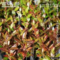 ���m�C���i���e�� �y���R�e�[ ���g���t���[���z 3���|�b�g�c PVP