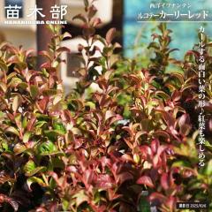 ���m�C���i���e�� �y���R�e�[ �J�[���[���b�h�z 3���|�b�g�c PVP