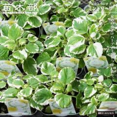 �v���N�g�����T�X �y�~���g���[�t�z 3���|�b�g�c