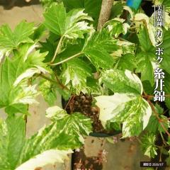 �J���{�N �y����сz 3.5���|�b�g�c �y�n�i�q���o�����[�z