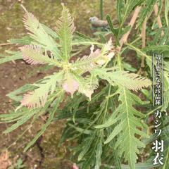 �J�V�� �H�� 4�����c �y�n�i�q���o�����[�z