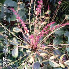 �ԉ� ������ �q�C���M�i���e�� �y���сz 3���|�b�g�c �ږ�