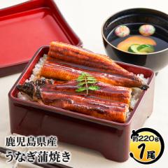 うなぎ 国産 うなぎ蒲焼 鹿児島県産 特々大1尾 約...
