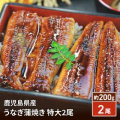 国産 鹿児島県産　うなぎ蒲焼　特大2尾（タレ・山...