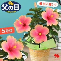 山野草）カンアオイ（寒葵）亀甲葉 センカクカンアオイ 3号（1ポット