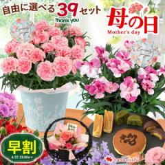 母の日 早割 花 ギフト カーネーション 2025 母の日 プレゼント スイーツ セット バラ 鉢植え 自由に選べる 花とスイー