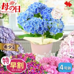 ������ ��̓� �I�ׂ� �������� 2026 ���A�� �� ���z�� �󏭕i�� ��ܕi�� 4���� in �u���L�|�b�h ���� �v���[���g �M�t�g �Ԕ� ������ 