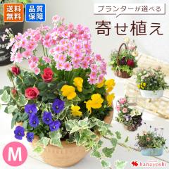プランターが選べる 季節のおまかせ寄せ植えM ガーデニング 趣味 旬のお花をたっぷり 鉢植え お祝い 花 誕生日プレゼント 女性 母 男性