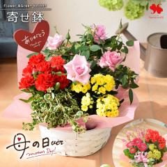 �G�߂̂��܂��� �Ԕ� �� �O���[�� �� �񂹓��� S�T�C�Y �t�����[�o�X�P�b�g ���� ���A ���A�� �A�� �M�t�g ������� �� �a���� ���a���� 