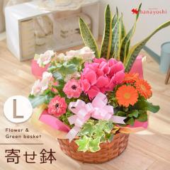 G߂̂܂ԔƃO[̊񂹓LTCY t[oXPbg  A Mtg  a v[g c   A