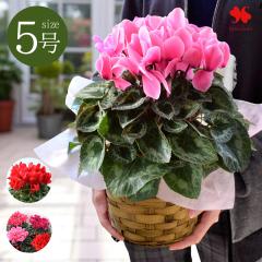 鉢植え シクラメン 5号鉢 バスケット付 赤系 ピンク系 お歳暮 ギフト 花 おしゃれ 花鉢 冬 鉢植え 花鉢 鉢花 クリスマス 誕生日 プレゼン