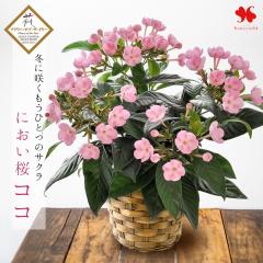 鉢植え プレゼント ギフト 花 季節の 鉢花 におい桜 ココ 冬 お歳暮 花鉢 誕生日 プレゼント 女性 祖母 女友達 フラワーギフト 結婚祝い