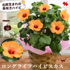�����q�����|����̋G�߂̔��� �����炭�I �����O���C�t �n�C�r�X�J�X �v�`�I�����W 5���� �� ���A�� ���� �Ԕ� �� �M�t�g �v���[���g ��