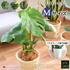 即日発送対応 選べる観葉植物 Mサイズ <プラスチック鉢でお届け> モンステラ ストレリチア サンスベリア アレカヤシ 育てやすい インテ