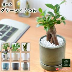 選べる 観葉植物 × 選べる器 ガジュマルの木 サンスベリア おしゃれ 鉢 サスティ インテリア グリーン 観葉植物 誕生日 プレゼント 開店