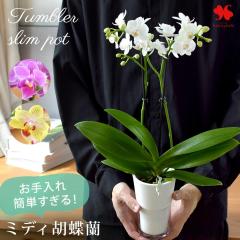 �Y�n���� �Ŗ��m����������� �������ȒP������ �~�f�B�Ӓ��� �R�`���E���� �^���u���[�X�����|�b�g �ԂƊ�̐F���I�ׂ� �Ӓ��� �� ��