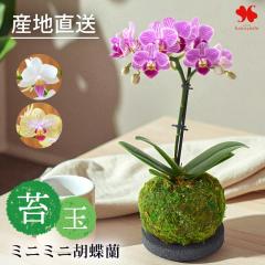 産地直送の花ギフト】ミディ胡蝶蘭 3本立ちミックス 5.5号 陶器鉢入り