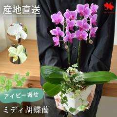 �Y�n���� �Ŗ��m����������� �A�C�r�[�� �~�f�B�Ӓ��� �R�`���E���� ���픫 �ԂƊ�̐F���I�ׂ� �Ӓ��� �� �A�C�r�[ �ϗt�A�� �� �m��