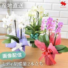 �Y�n���� �Ŗ��m����������� �����p �~�f�B�Ӓ��� 2�{���� �R�`���E���� �� �� ���b�s���O�t �Ӓ��� �� �m�� ���A�� ���� ��Ԃ��炸 ��