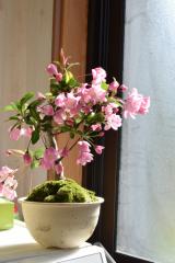 2025�N4���ɊJ���Y��ȁ@���Ԍ��~�́F�ԊC���~�́@�n�i�J�C�h�E